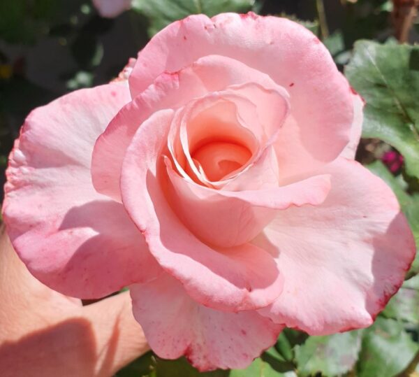 Calming Flower Essence Rose Sylvia
